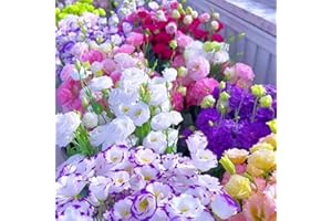 KCT GARDEN 500 Lisianthus Seeds for Planting, Mixed Color Eustoma Flower Seeds, Thornless Rose Seed, Non-GMO Eustoma Grandiflorum Perennial Garden Indoor Blooms