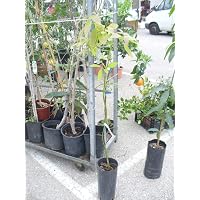 Amazon.es Los más vendidos: Los productos más populares en Frutales