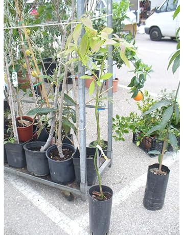 Frutales | Amazon.es