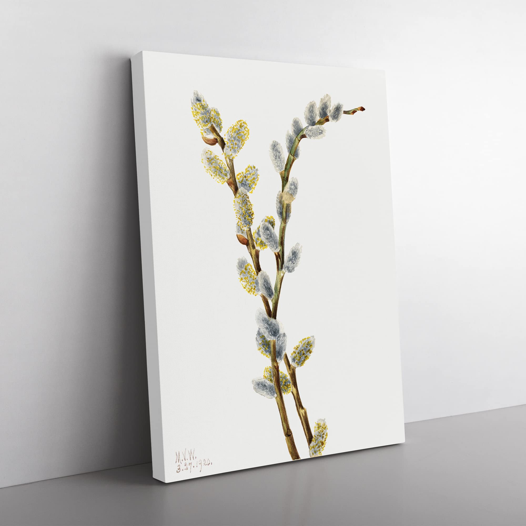 Pussy Willow Flowers By Mary Vaux Walcott Vintage Canvas Wall Art Print Ready to Hang, Framed Picture for Living Room Bedroom Home Office Décor, 50x35 cm (20x14 Inch)