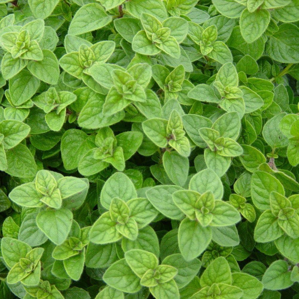 HOT Oregano, Italian, HERB Seed, Heirloom