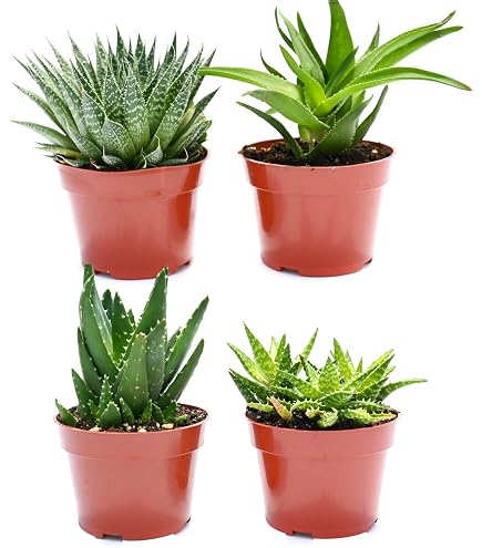 Amazon.com : Two Healthy Strong Aloe Vera Plants 10-12 Inches Tall :  Succulent Plants : Patio, Lawn & Garden