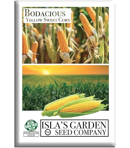120 Peaches And Cream Sweet Corn Seeds Organic Heirloom Non Gmo Fast Grow - 3
