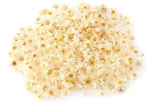 Wowagoga Mini Natural Dried Flowers Beige Dried Little Star Flowers Heads Real Dried Pressed Flowers for Jewelry Candle Card Making DIY Resin Ornaments（200 Pieces）