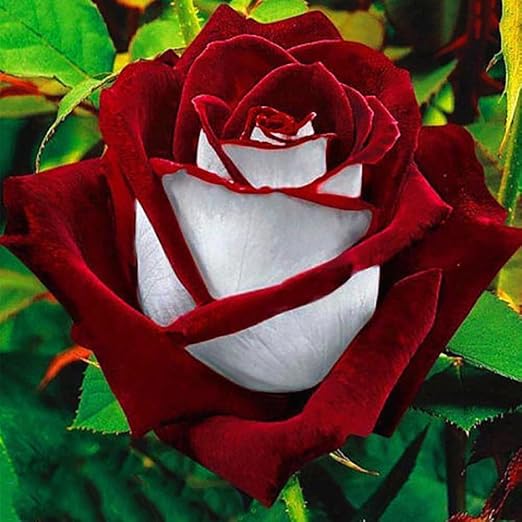 Dyyicun12 - Juego de 100 semillas de rosa rubí rojo y blanco para ...
