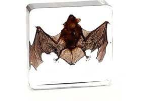 BETENSH Bat Specimen, Real High Quality Resin Bat Specimen for Science Classroom Science Education, Biology, Collections, Animal Study Enthusiasts, Quirky Animal Skulls (Bat 3 x 3 x 1 inch)