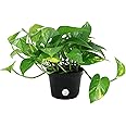 Costa Farms Easy Care Devil's Ivy Golden Pothos Live Indoor Plant 10-Inches Tall, Grower's Pot