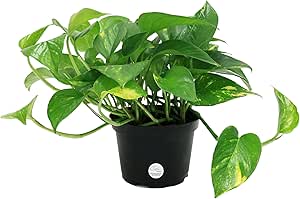 Costa Farms Easy Care Devil's Ivy Golden Pothos Live Indoor Plant 10-Inches Tall, Grower's Pot
