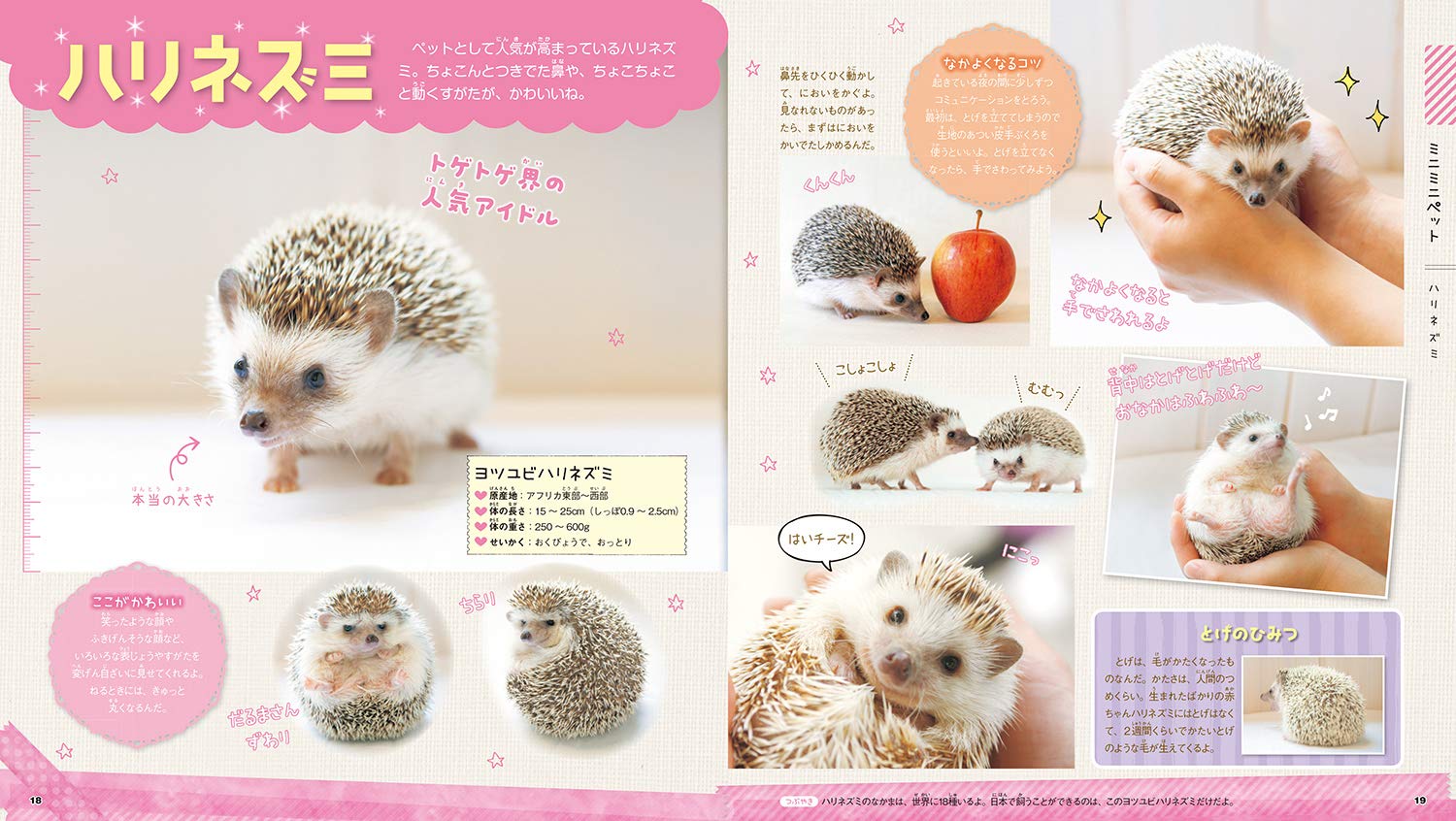 もふかわ ミニミニ動物 学研の図鑑live Petit Amazon Com Books