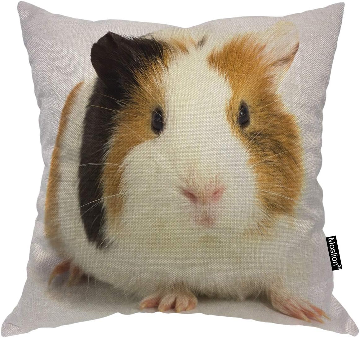 Moslion Throw Pillow Cover Guinea Pig 18x18 Inch Three Color Staring White Background Animal Cute Lovely Adorable Square Pillow Case Cushion Cover for Home Car Decorative Cotton Linen