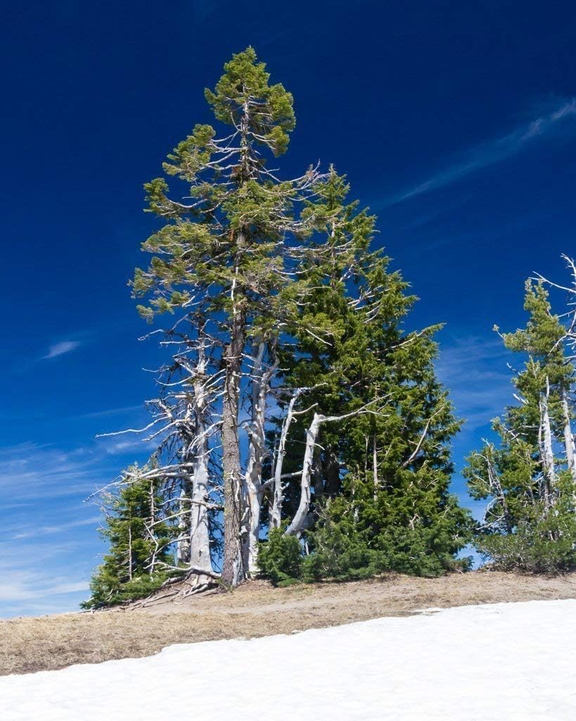 Whitebark Pine grove. Fine Art Nature Photography Print for Home Decor Wall Art