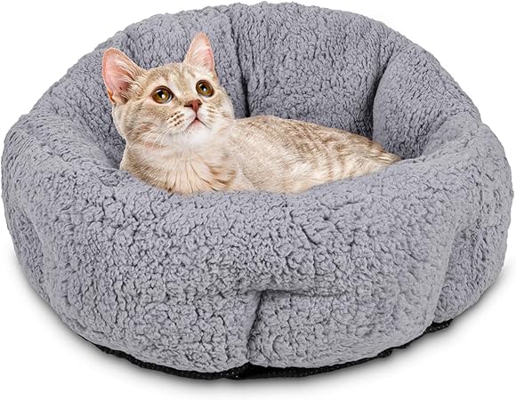 grey kitten bed
