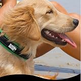 Black Rhino The Comfort Collar Dog Collar All Breeds Ultra Soft Neoprene Padded view 6