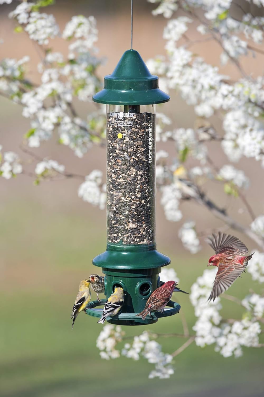 Squirrel Buster Plus Squirrel-proof Bird Feeder w/Cardinal Ring and 6 Feeding Ports, 5.1-pound Seed Capacity, Adjustable, Pole-mountable (POLE ADAPTOR SOLD SEPARATELY), Green : Garden & Outdoor