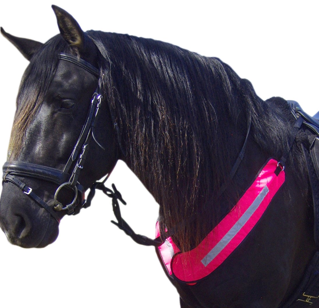 Sporting Goods Harlequin Hi Viz High Visibility Reflective Martingale
