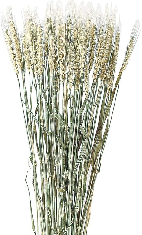 Amazon 東北花材 Toka ドライフラワー 麦 N グリーン 40本 ドライフラワー オンライン通販
