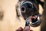 Fish4Dogs Sea Jerky Twists Low Fat Grain Free Dog Treat 500g view 5