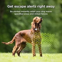 Petcube GPS Tracker for Dogs | Pet GPS Location