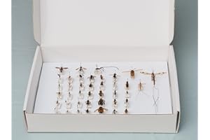 Insect Pinning Box for Entomology | 13" x 9" x 2.5" | Includes White Foam to Hold Pins in Place | for Butterfly, Moth and Bug