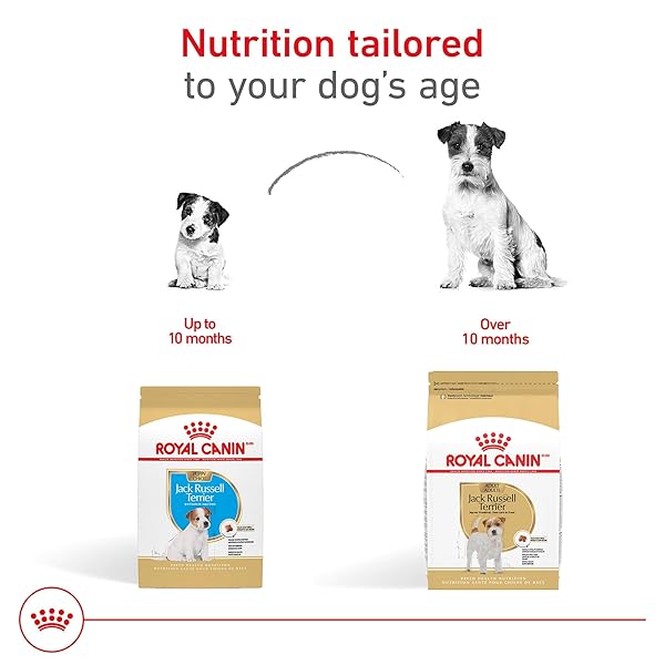 ROYAL CANIN BREED HEALTH NUTRITION JACK RUSSELL TERRIER PUPPY DRY DOG FOOD, 3 LB BAG