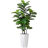 Artificial Fiddle Leaf Fig Plant Indoor 5FT Faux Fig Tree with White Diamond Planter Tall Fake Floor Plant in Pot Artificial Trees for Home Office Living Room Decor Indoor
