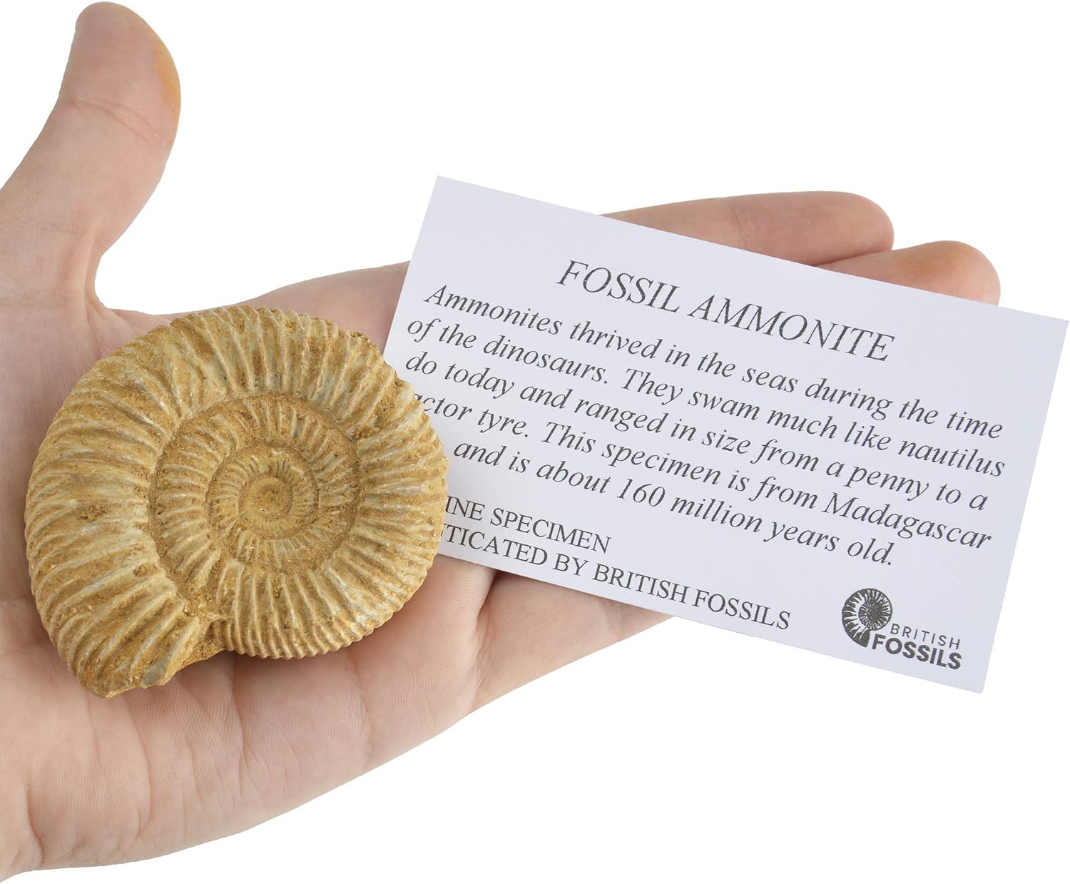 British Fossils Genuine Madagascan Ammonite in Gift Box with Stand - 160 Million Years Old!, Dusty Ammonite - Image 4