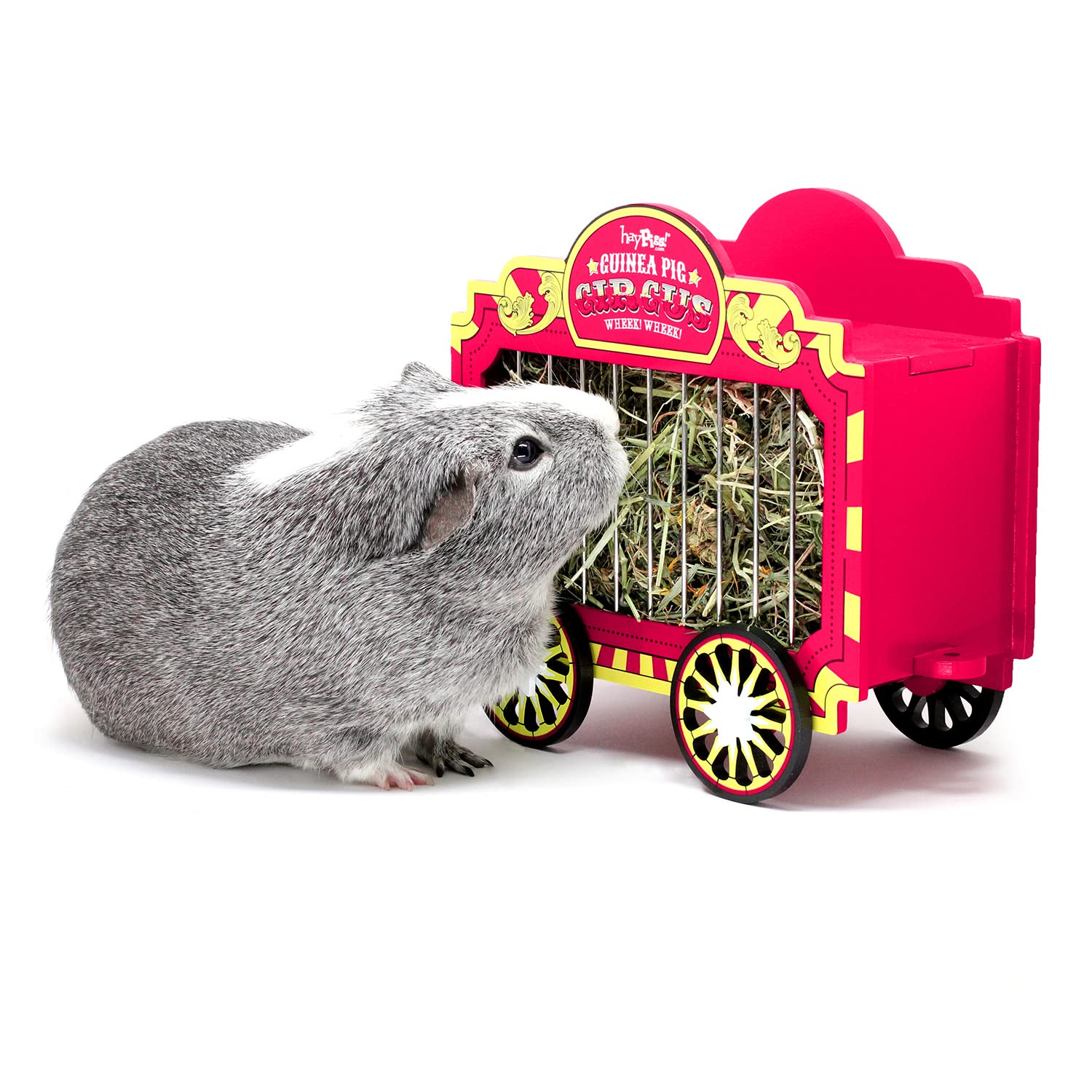 HAYPIGS Circus themed WHEEK WAGON Guinea Pig Hay Feeder | Guinea Pig Accessories | Dwarf Rabbit Feeder | Hay Racks for Guinea Pigs