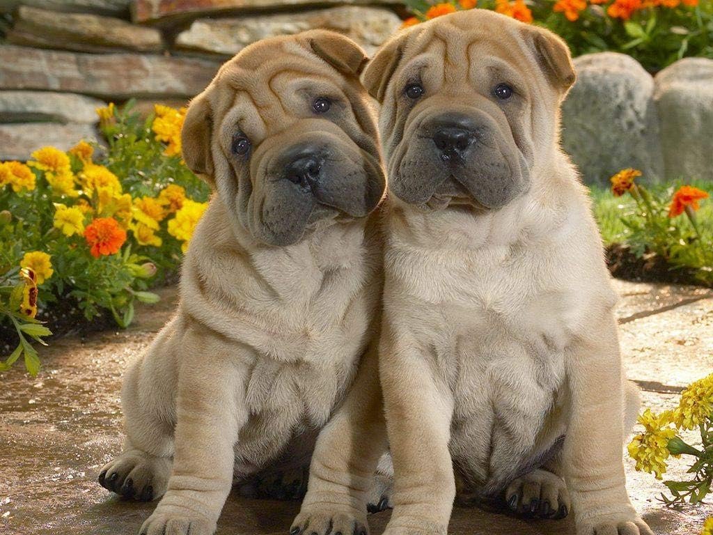 shar pei adults