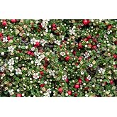 Thyme Leaf Cotoneaster thymifolia - 2.5" Pot - Bonsai/Fairy Garden