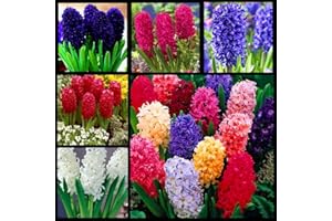 Planting Hyacinth Bulbs, Easy Planting & Gardening, Garden Decoration, Exquisite Cut Flowers & Live Greenery - 15 Bulbs, A:Se