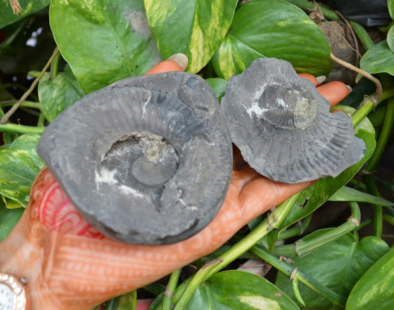 Shiva Lingam Shop Rare Sheshnag Shaligram Ammonite Fossil Hinduism Religion Gandaki River Nepal ~I-4883