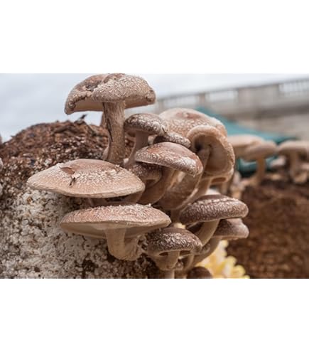 100 Pearl Oyster Mushroom Plug Spawn to Grow Gourmet Medicinal