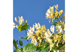 YUNAKSEA Honeysuckle Plant Live Vine, Japanese Lonicera Honeysuckle - Starter Plant - Approx 7-10 Inch - Dormant