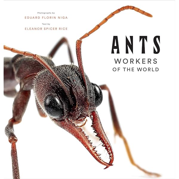 The Ants: Bert Holldobler, Edward O. Wilson: 9780674040755: Amazon