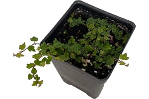 HIRT'S GARDENS Mini Oakleaf Creeping Fig - Ficus quercifolia -Terrarium/Fairy Garden - 2.5" Pot