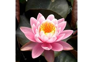 PLANTEREST - Nymphaea Fabiola Pink Hardy Water Lily Rhizome Live Aquarium Plant BUY2GET1FREE