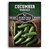 Muncher Cucumber Seeds for Planting | Burpless