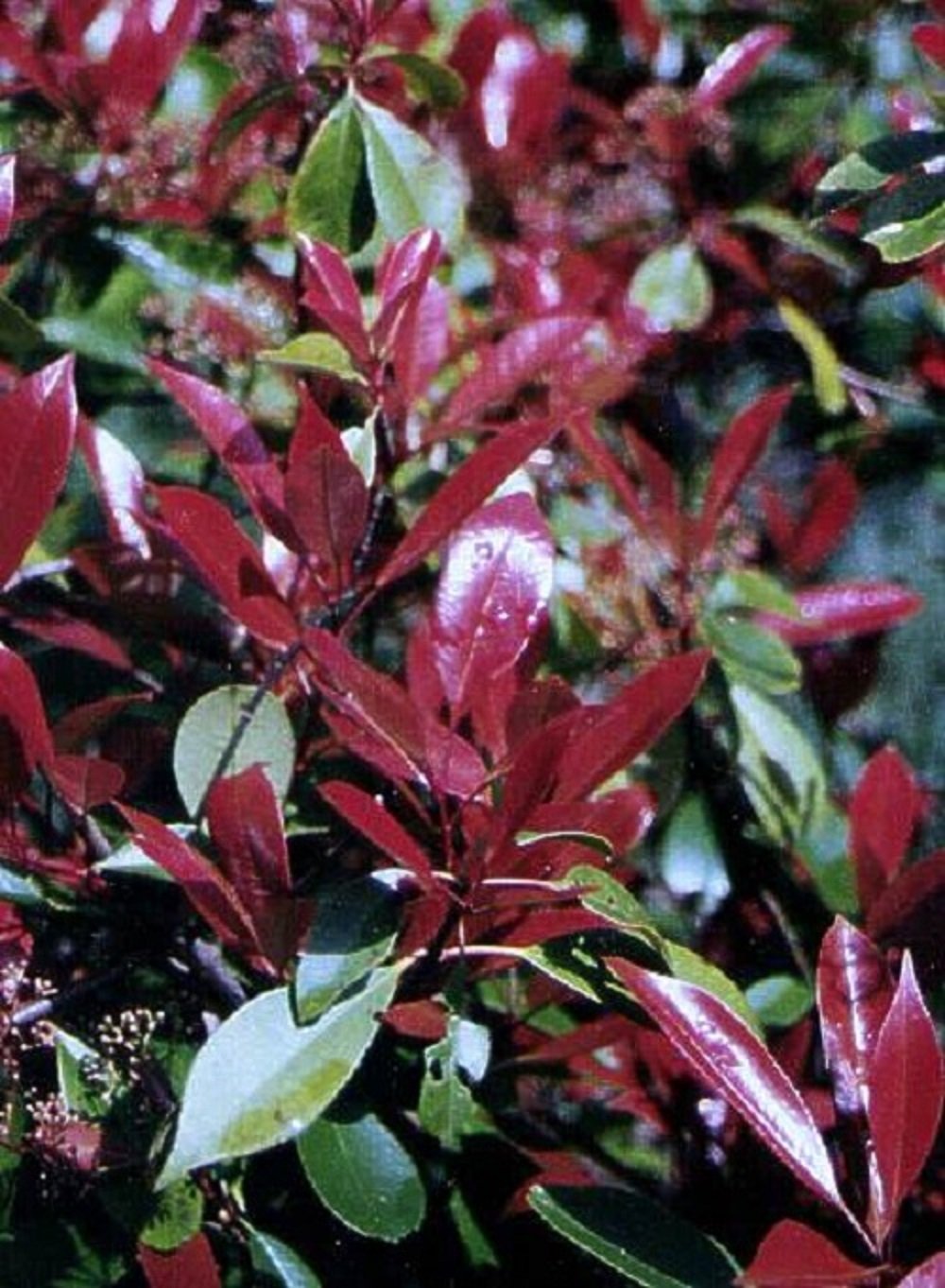 1X PHOTINIA RED Robin Plant Hardy Evergreen Garden Shrub Amazon.co
