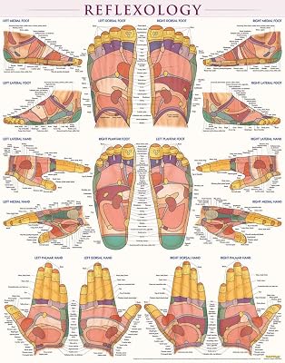 Reflexology Poster (22 x 28 inches): Laminated QuickStudy Anatomy Reference