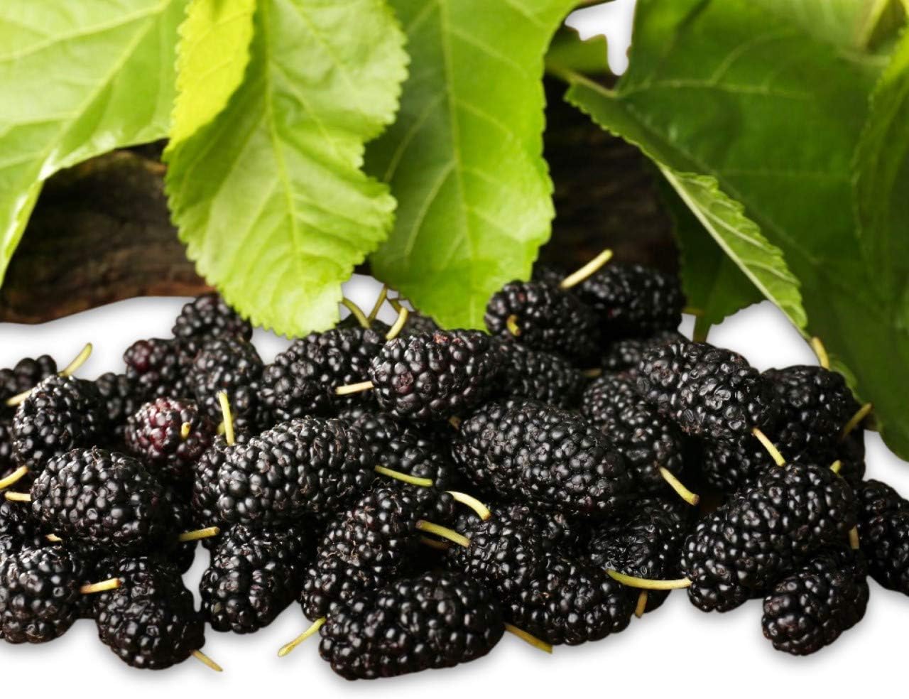 Homegrown Mulberry Seeds, Bulk Seeds, Sweet Lavender Mulberry (300)