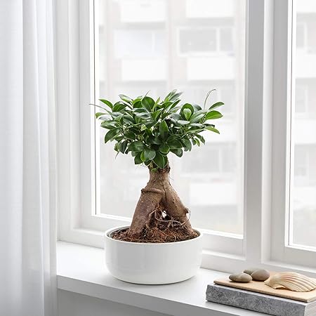 Pots & Plants, Beautiful Live Grafted Ficus Bonsai Tree 4 Year Old (Best Gifting Plants)