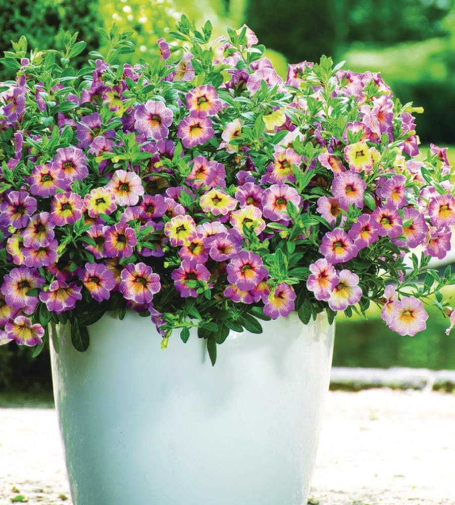 Cicitar Garden- 204pcs Rare Calibrachoa Carnival Mix Million Bells Mixed, Mini Petunia-Like Flowers Easy to Grow, Exotic Flower Seeds Hardy Perennial in Hanging Baskets