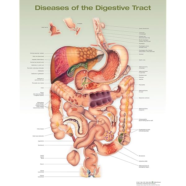 Anatomy of the Digestive System: Perez, Vincent
