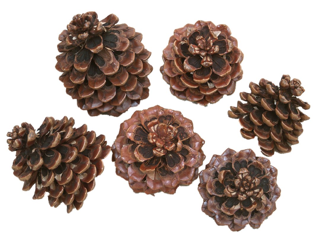 Steingaesser 00037 09 0001 Pinea Painted Pine Cones Mixed Sizes, Pack of 6