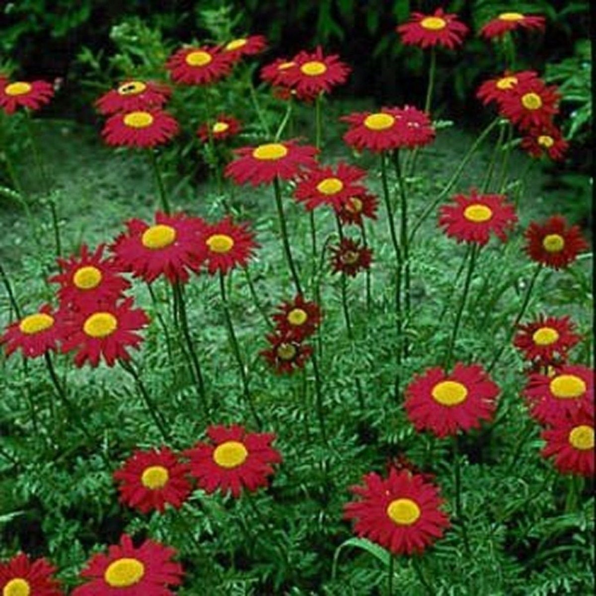 Amazon.com : Chrysanthemum- Robinson’s Red- 100 Seeds - 50 % off sale