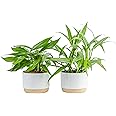Costa Farms Pothos Live Plants | Pack of 2 | Easy to Grow Climbing Indoor Houseplants | 1-Foot Tall | Hand-Selected Varieties | 6-Inch Plant Pots | Housewarming Gift | Office and Room Decor