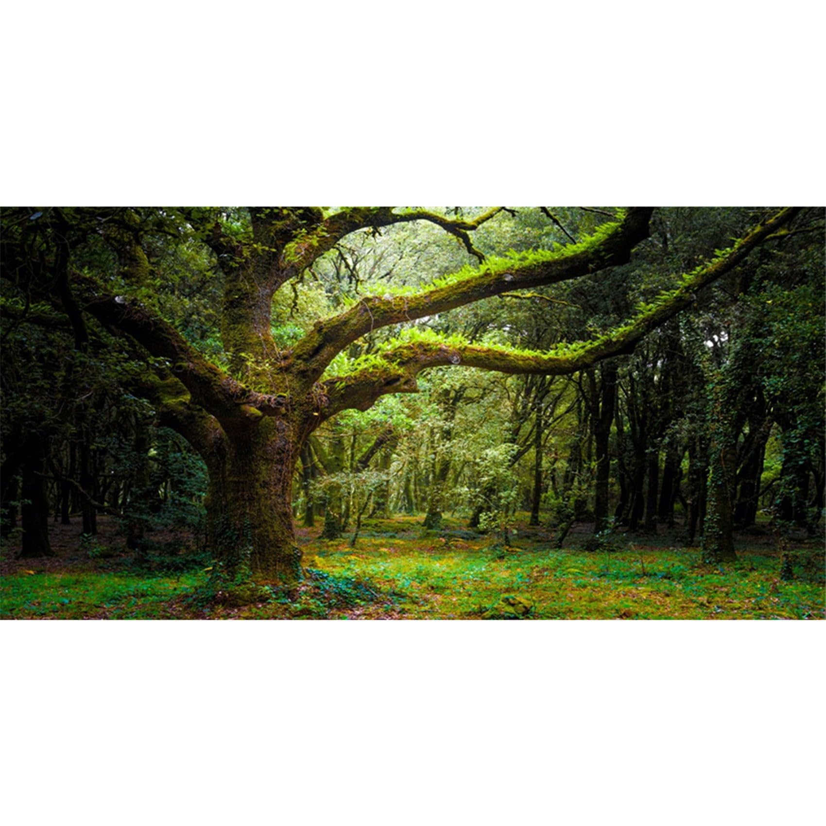 MIRRORANG 180x46cm Deep Forest Terrarium Background Tropical Aquarium Background Huge Trees Reptile Habitat Background Vinyl Background