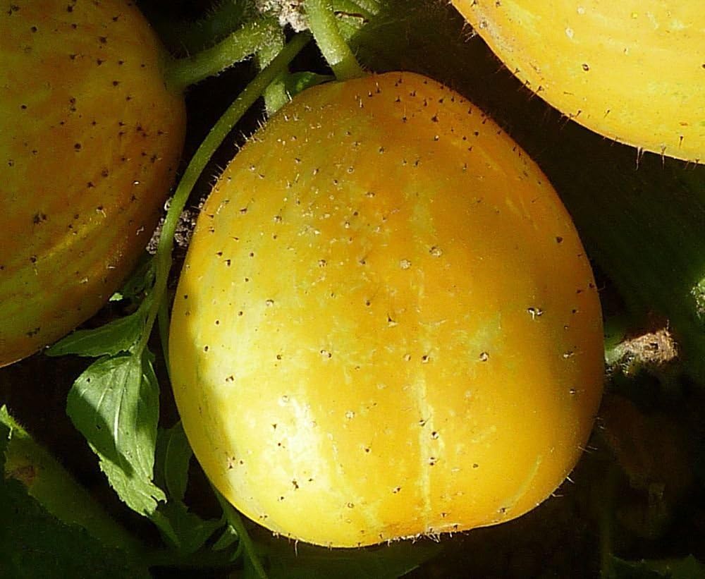 True Lemon Cucumber Australian Heirloom NonGMO Garden