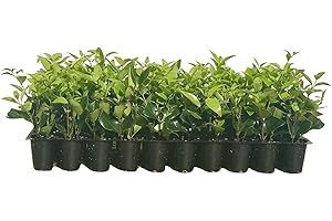 FLORIDA FOLIAGE Ligustrum Waxleaf Privet - 20 Live Plants - Evergreen Privacy Hedge