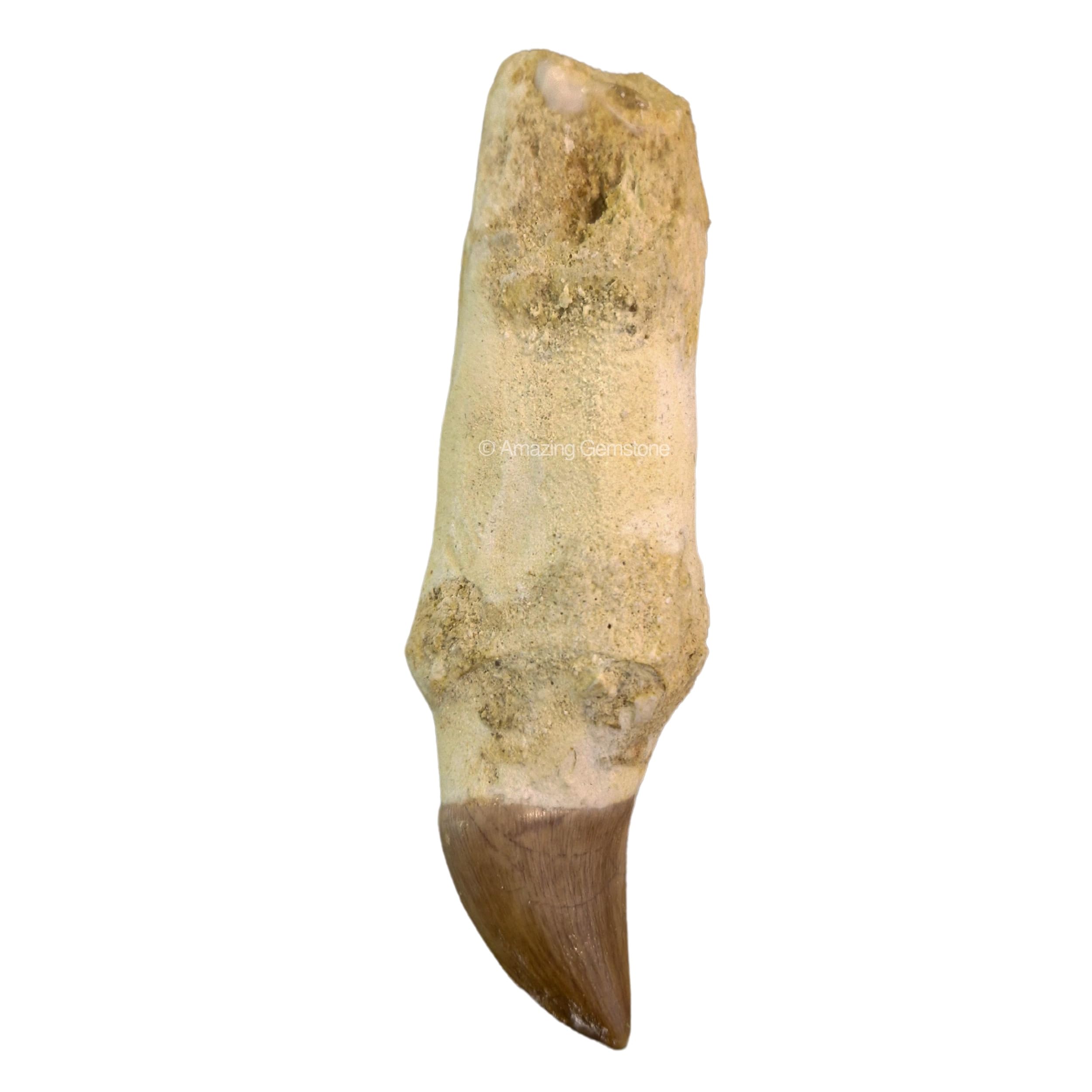 Mosasaur Teeth Fossil Specimen In Matrix Mosasaur Jaw Bone - Foto 7